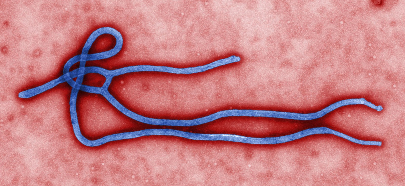 A colorized electron microscope image of a single Ebola virus particle: a long, thin blue thread that loops and folds back on itself several times, set against a mottled red background.