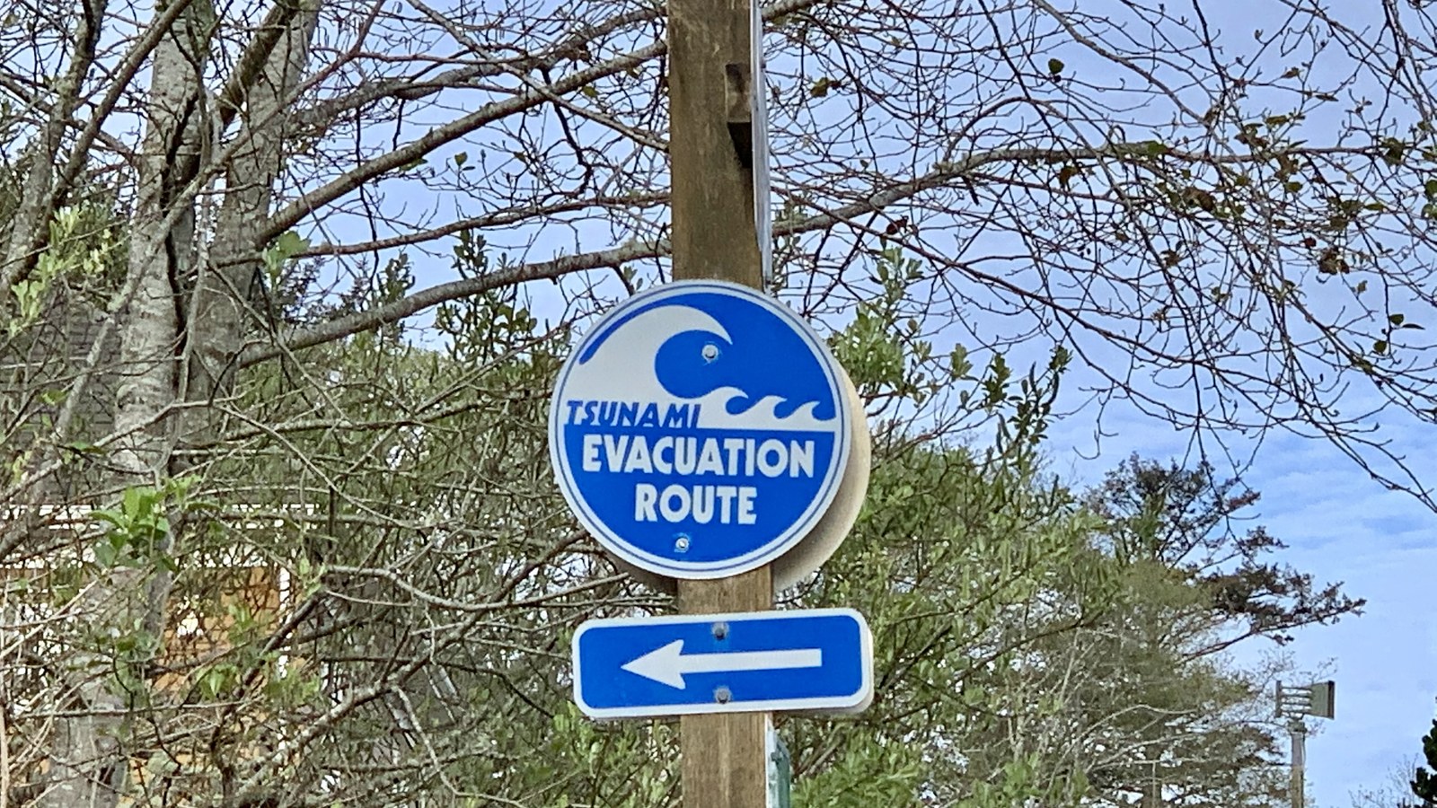 A round blue and white Tsunami Evacuation Route sign with a breaking wave symbol, mounted on a wooden post above a blue arrow pointing left, in front of bare spring trees and a blue sky.